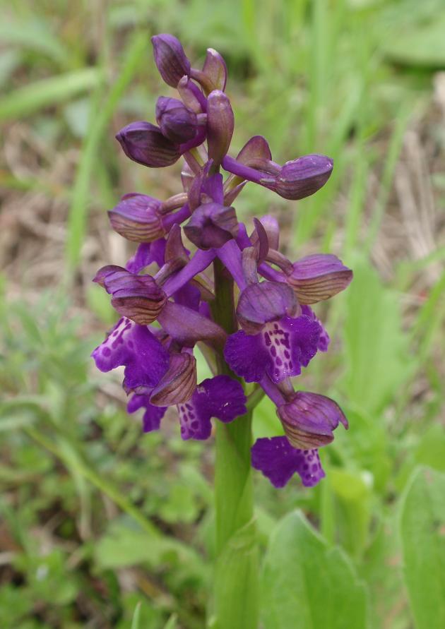 ORCHIDEE DELL''ASTIGIANO:TRA LANGHE E MONFERRATO 2009